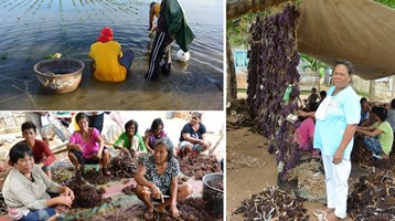 Seaweed farming in the Philippines