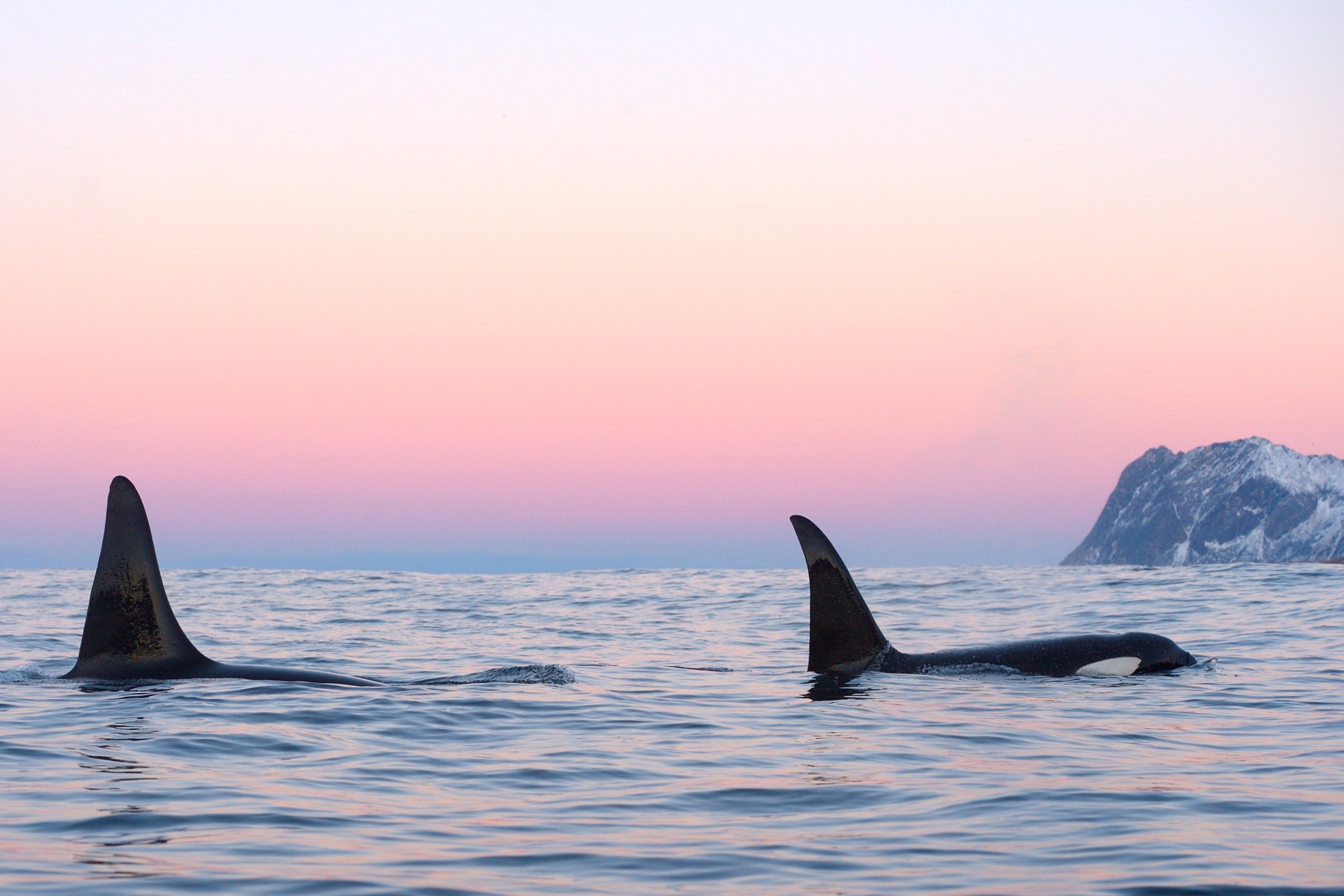 Orcas in Norway. Image credit: Canva. Alt text: two whales and island in the sea.