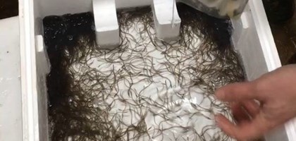 Young eels in a box