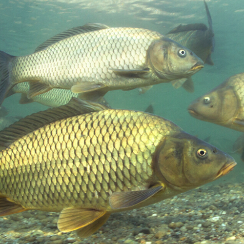carp underwater