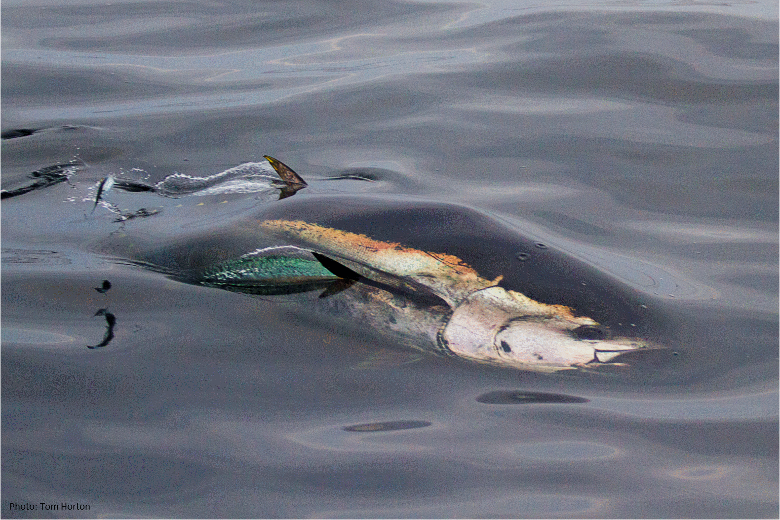 bluefin tuna swimming