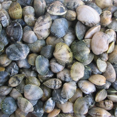 a pile of molluscs