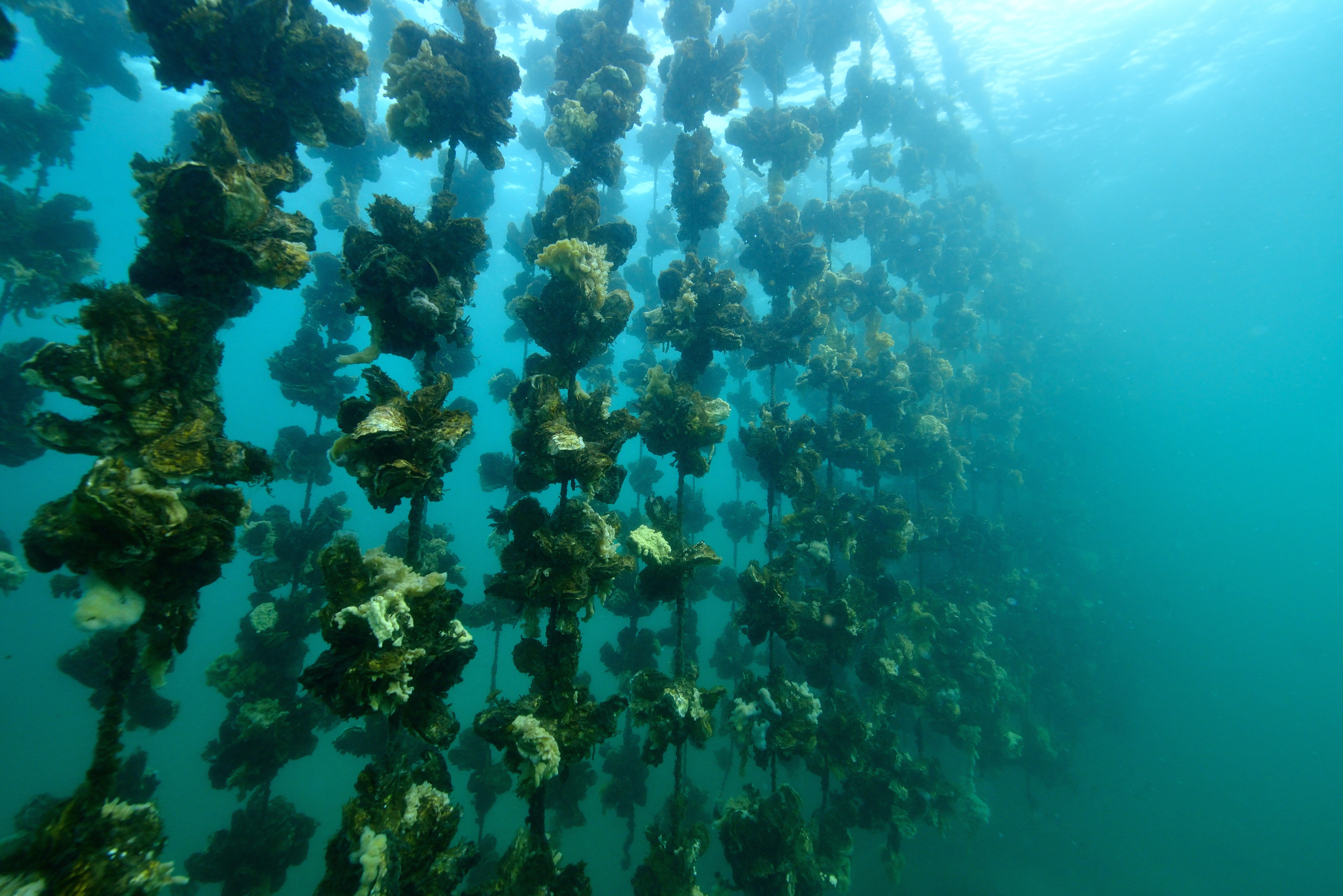 oysters grown on ropes underwater