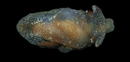 Side-gill sea slug