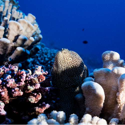 a fish in corals 