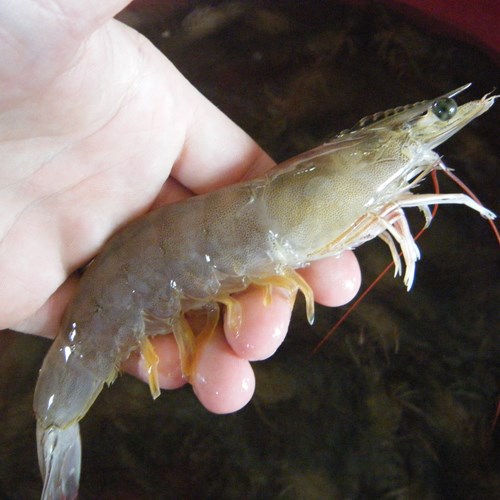 a shrimp