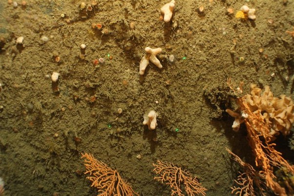 Pink sea fans on a rocky seabed