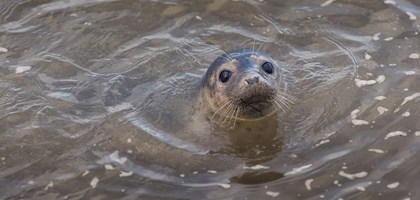 seal in water