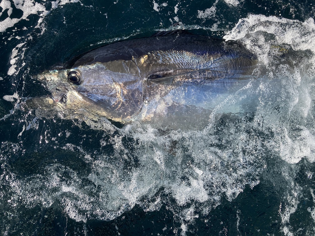 Atlantic Blue Fin Tuna