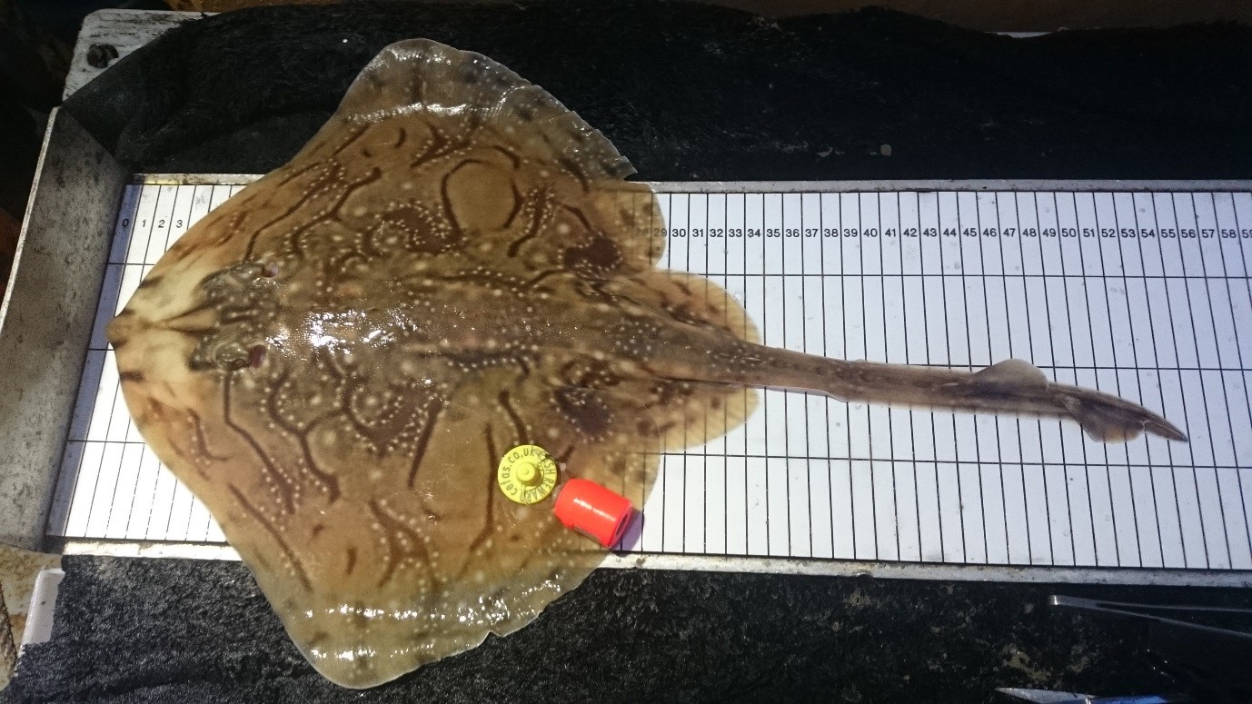 a ray on a measuring board with orange fish tag
