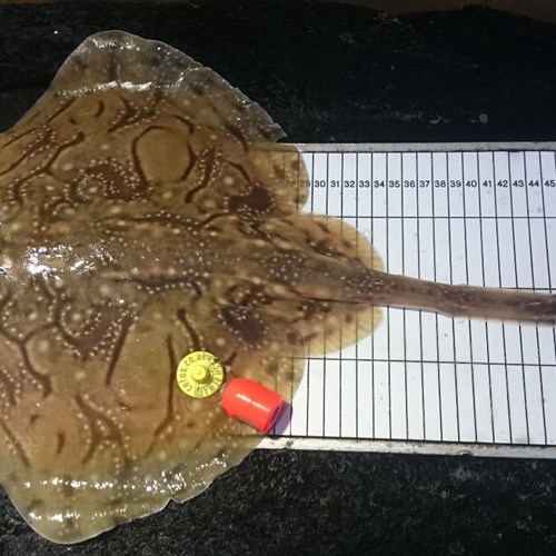 a ray on a measuring board with orange fish tag