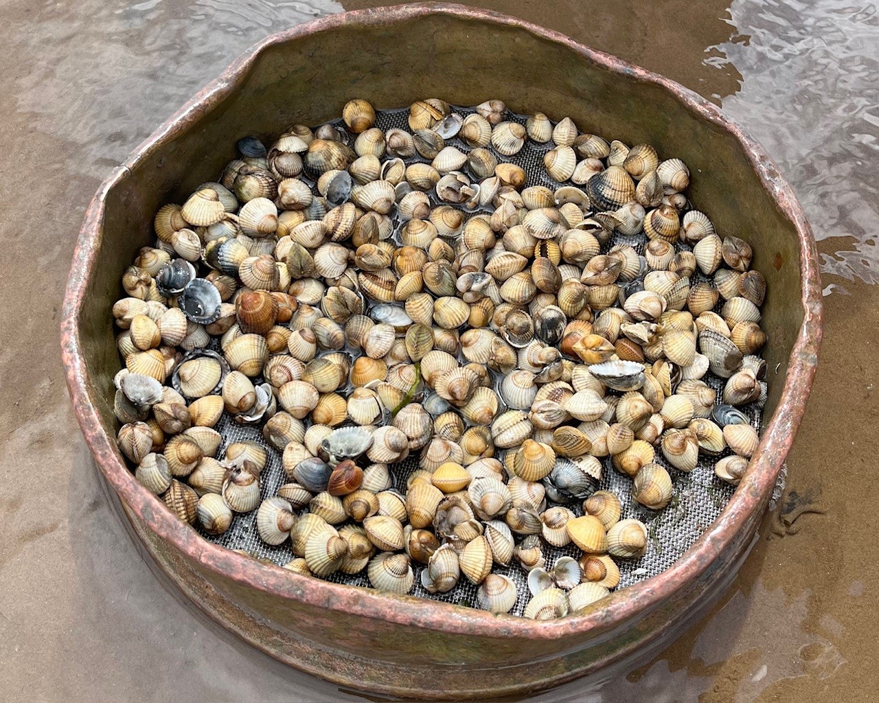 a round container of cockles on sand