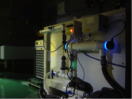 shellfish depuration system