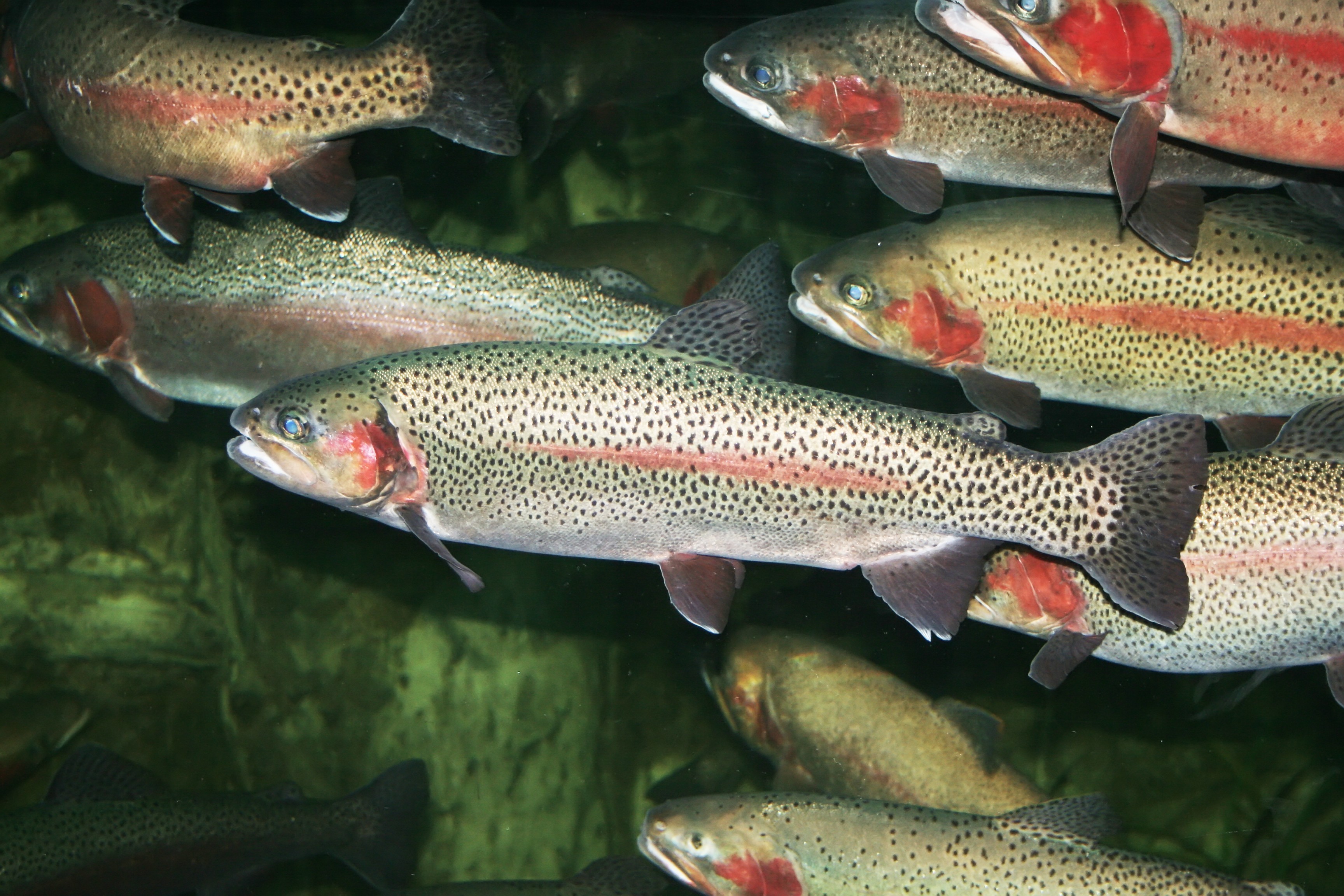 trout swimming