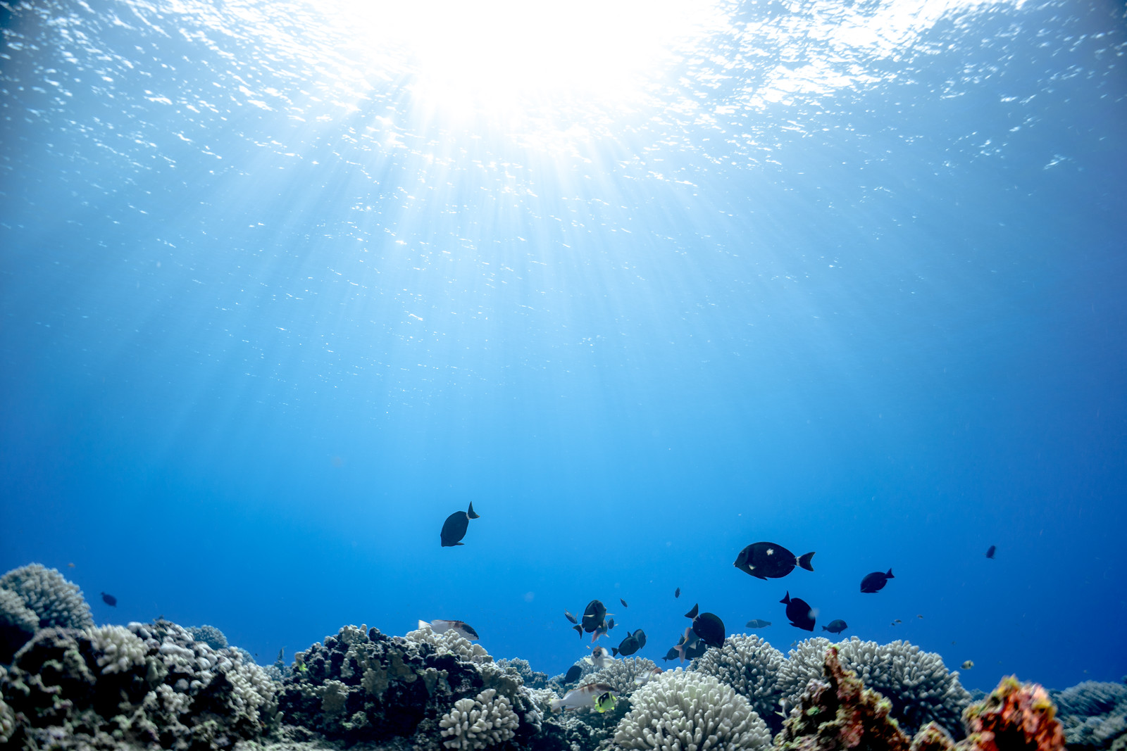 Underwater with fish and corals