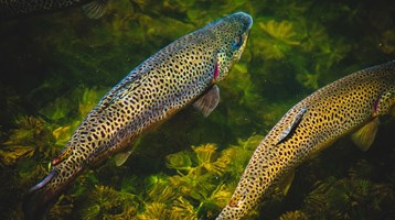 3 trout fish swimming in water