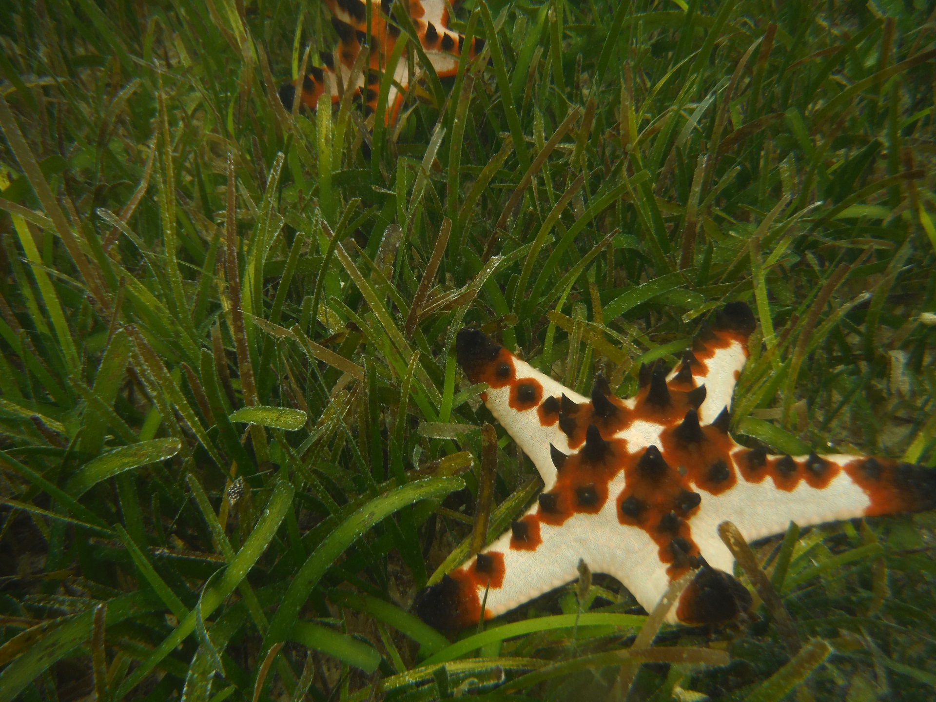 Surveying seagrasses in the Pacific