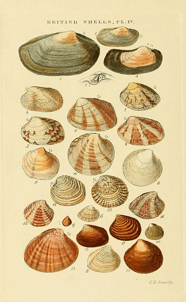 Bivalve shells