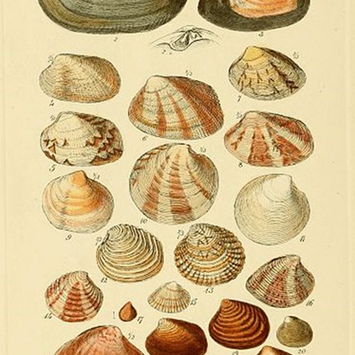 Bivalve shells