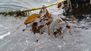 seaweed attached to a rope in the sea