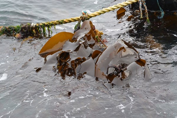 seaweed attached to a rope in the sea