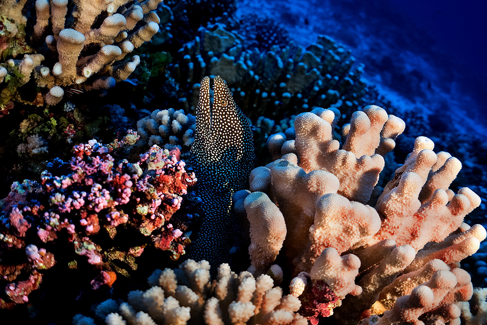 Coral Reefs Pitcairn