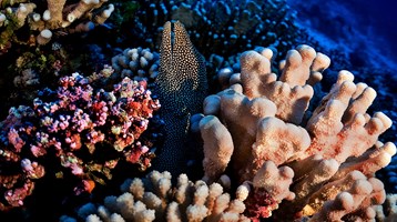 Coral Reefs Pitcairn