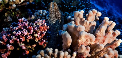 Coral Reefs Pitcairn
