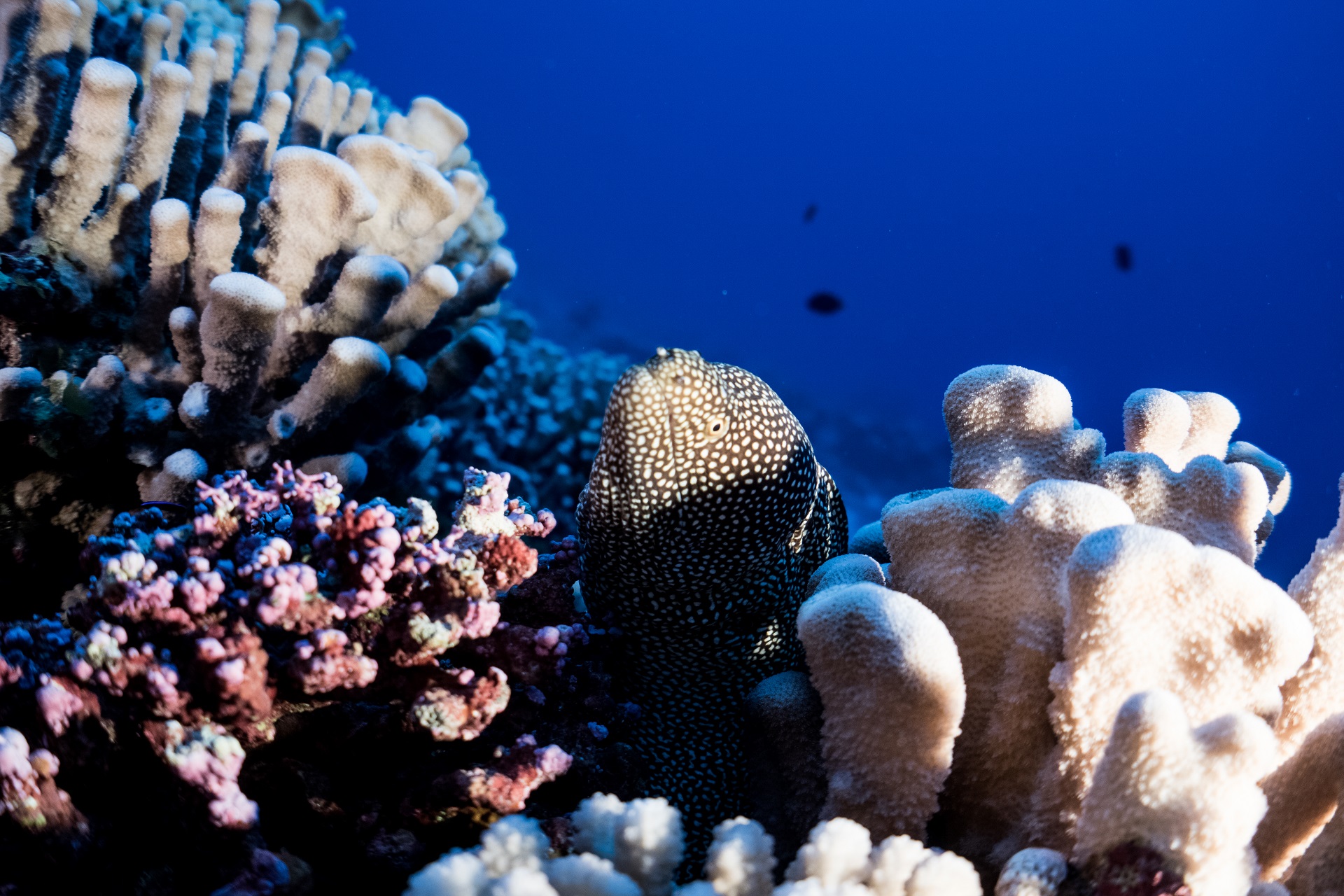 an underwater eel next to corals