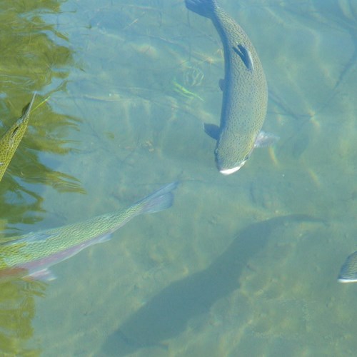 4 fish swimming in water