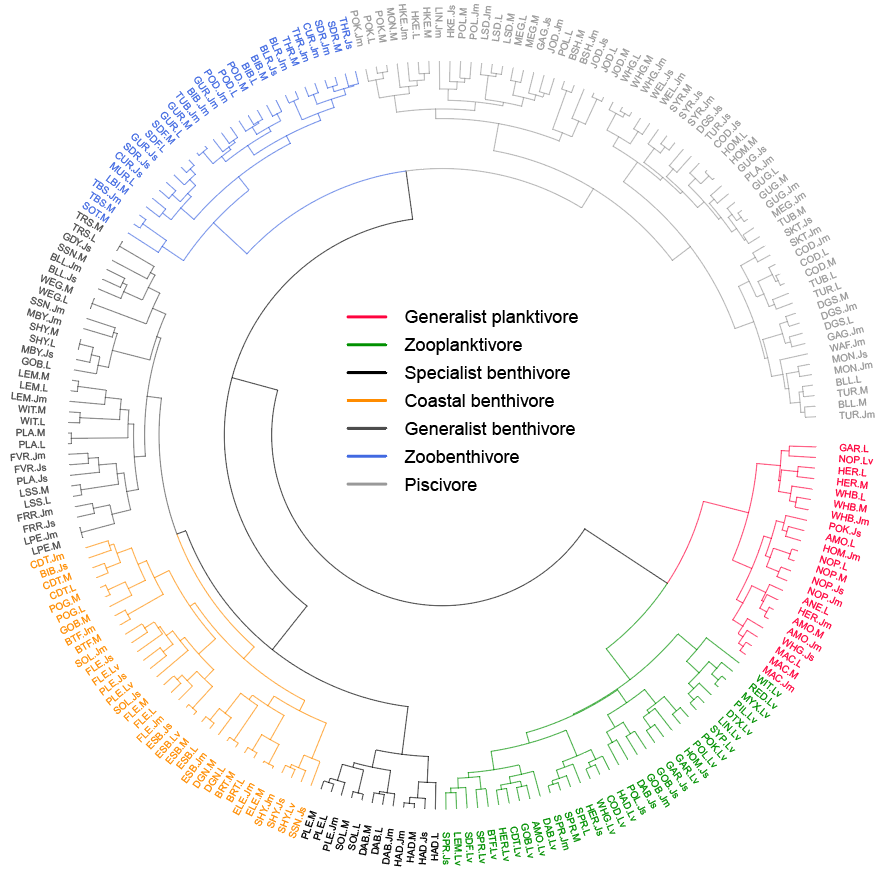 Using fish ‘feeding guilds’ reveal ecosystem structure and function