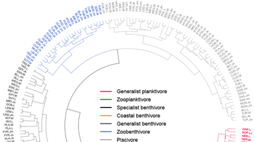 Using fish ‘feeding guilds’ reveal ecosystem structure and function