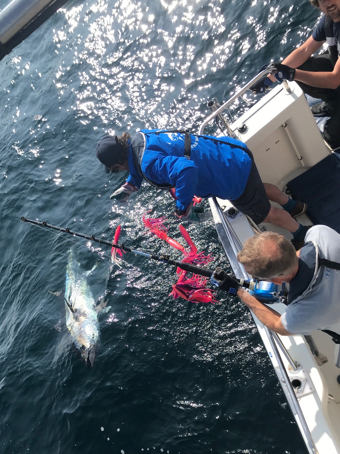 Anglers catching a Bluefin Tuna on board True Blue in 2021 © Steve Porter