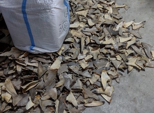 Tackling the illegal shark and ray trade in Indonesia