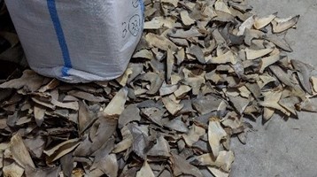 Tackling the illegal shark and ray trade in Indonesia