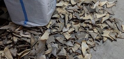 Tackling the illegal shark and ray trade in Indonesia