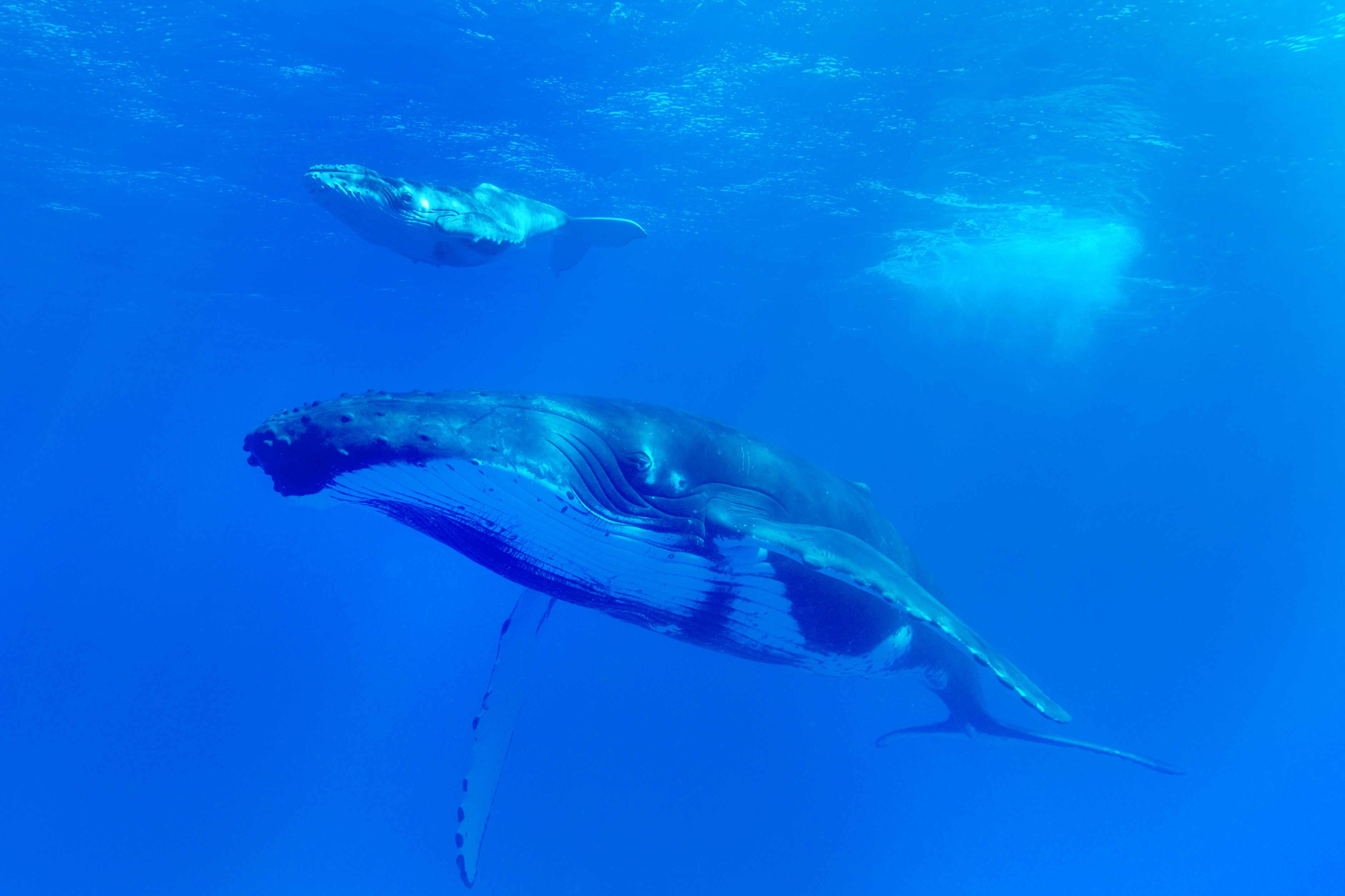 Humpback whale and Calf, Tom Jolly, Courtesy of the Marine Management Organisation