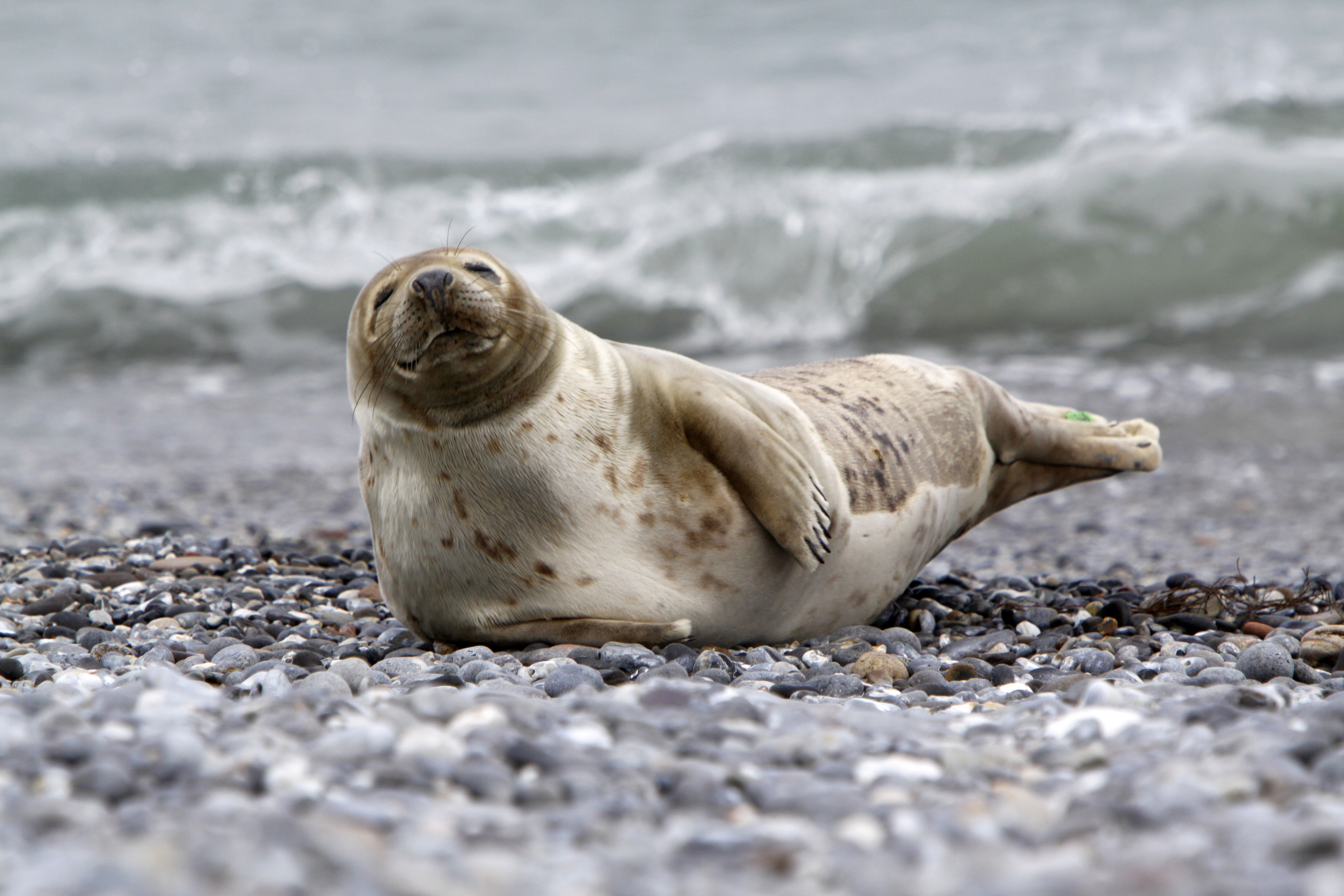Grey seal in the North Sea. Image credit: Canva. Alt text a seal on a pebbly beach by the sea.