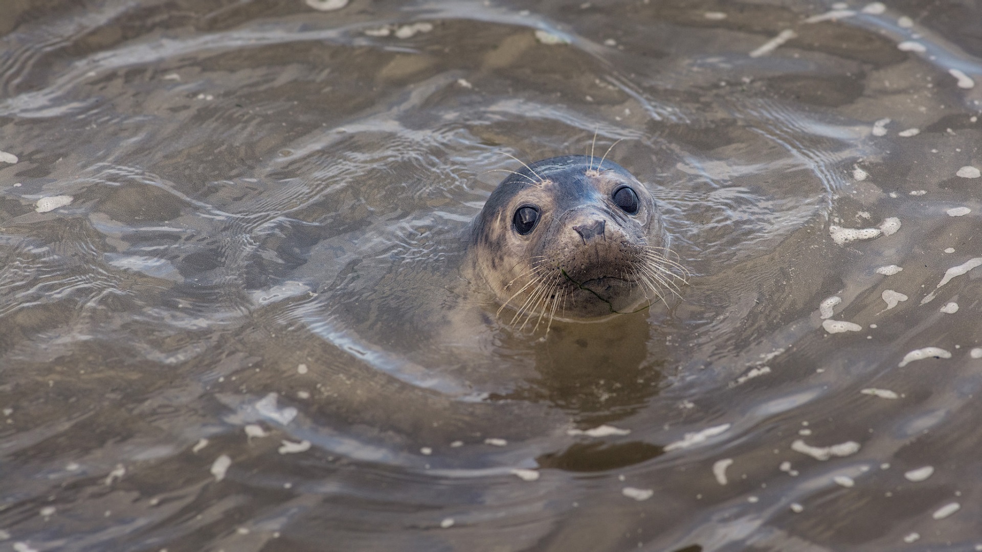 a seal poking his head out of the water