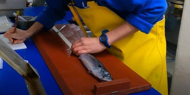 Measuring fish