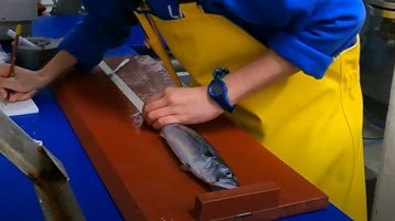 Measuring fish