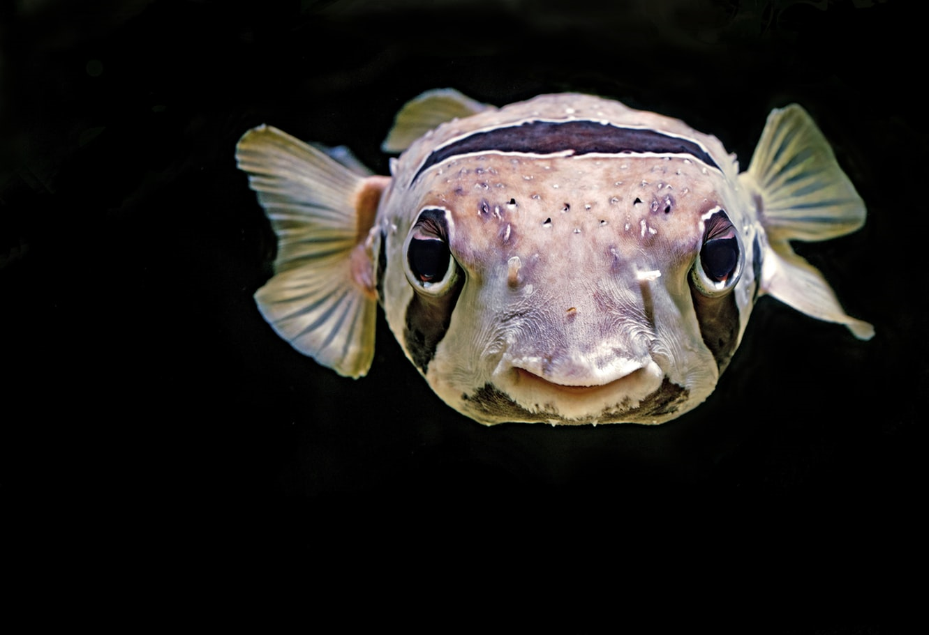 Pufferfish causes an unexpected risk to shellfish in Europe