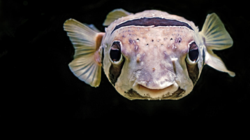 Pufferfish causes an unexpected risk to shellfish in Europe
