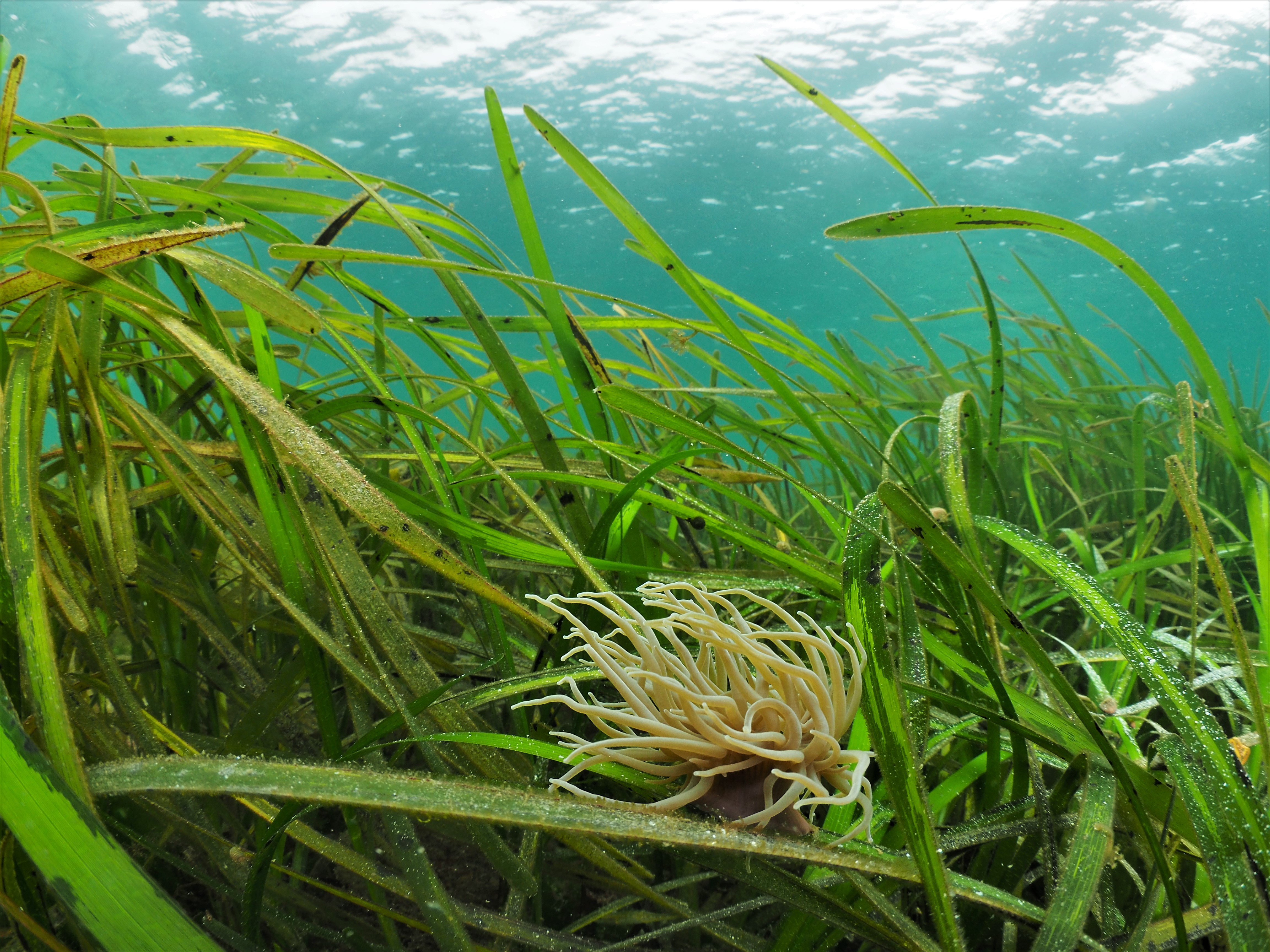 Credit: Michiel Vos/Ocean Image Bank