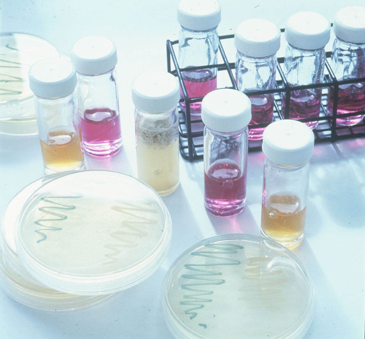 test tubes and petri dishes