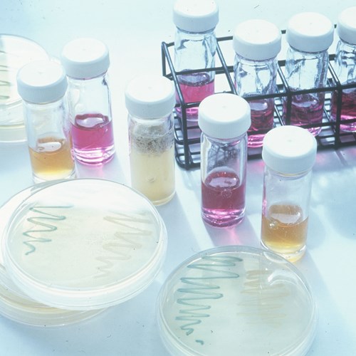 test tubes and petri dishes