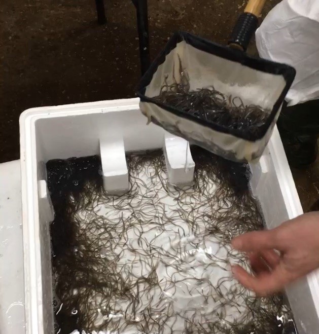 Young eels in a box