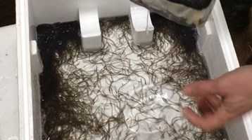 Young eels in a box