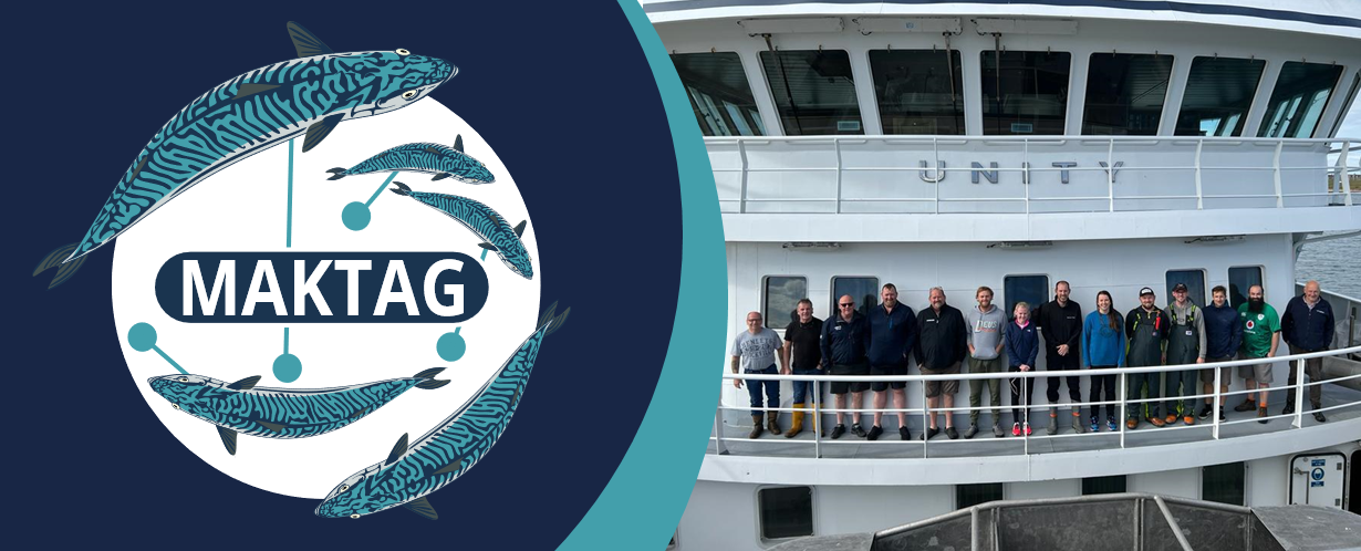 Introducing MAKTAG, internal tagging of Atlantic Mackerel (Scomber scombrus) in the North Sea.