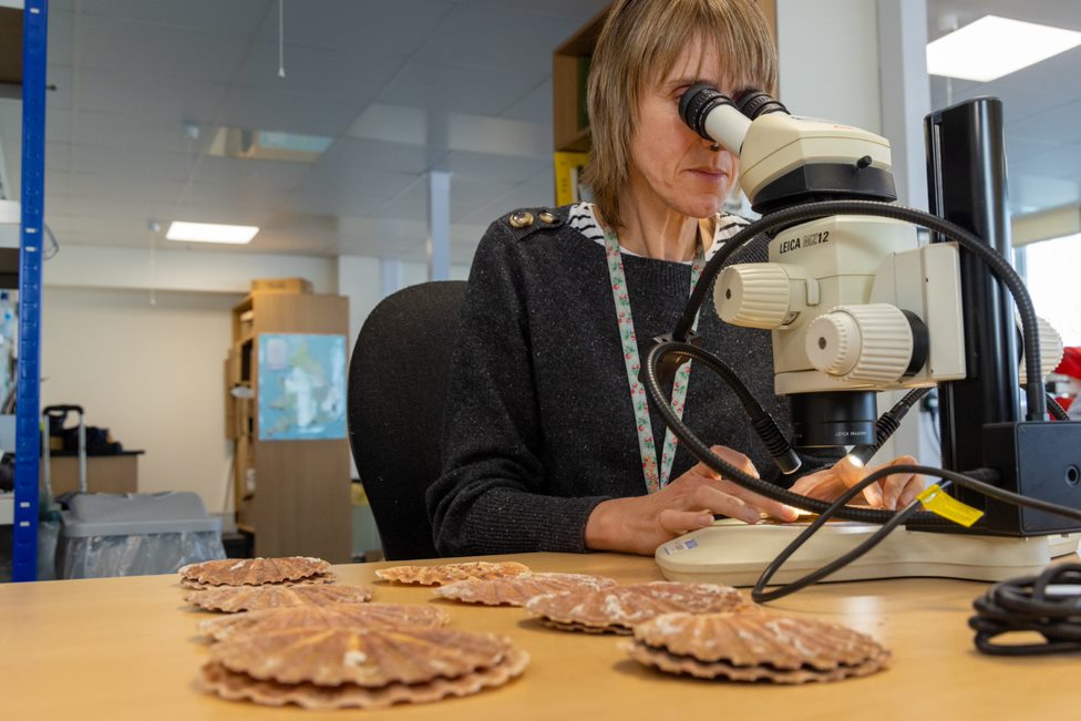 a person looking into a microscope with scallop shells on the desk